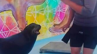 Шутка в дельфинарии - смотреть видео (0:49)