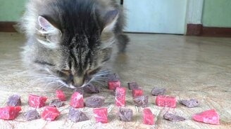 Сырая или варёная пища? - смотреть видео (3:01)