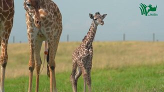Шаги новорожденного жирафа - смотреть видео (2:02)