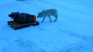 Пятёрка встреч с дикими волками - смотреть видео (10:09)