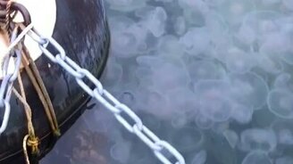 Медузы, вам не тесно? - смотреть видео (1:11)