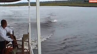 Бегемоты атакуют! - смотреть видео (3:41)