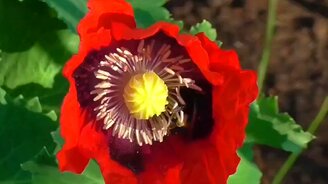 Шмели на маках - смотреть видео (1:38)