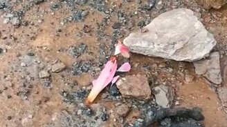 Красивое загадочное насекомое - смотреть видео (0:20)