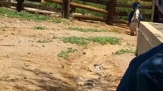 Малыш-ковбой - смотреть видео (0:18)