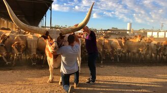 Невероятно огромные рога - смотреть видео (0:18)