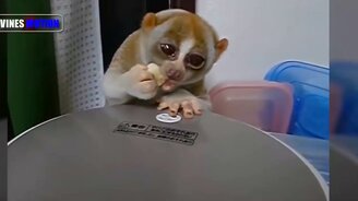 Трогательные детёныши - смотреть видео (10:37)