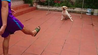 Собака-вратарь - смотреть видео (2:09)