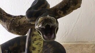 Зевающая змея - смотреть видео (0:09)