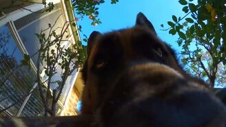 Овчарка снимает видео - смотреть видео (0:47)