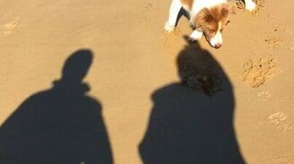 Собака играет с тенью - смотреть видео (0:24)