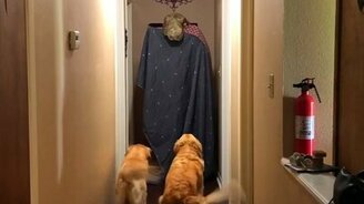 Как испугать питомцев - смотреть видео (0:06)