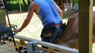 Как бык выражает неприятие - смотреть видео (1:41)