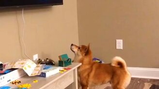 Собака охотится за надписью - смотреть видео (0:49)