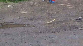 Попугай прибился к голубям - смотреть видео (1:21)