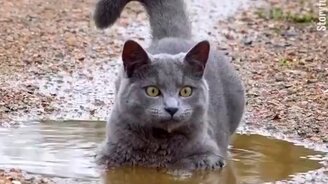 Игривый кот в луже - смотреть видео (0:35)