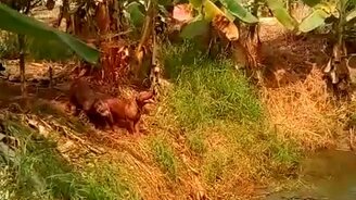 Собака справляется с жарой - смотреть видео (1:00)