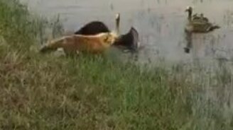 Когда у вас крепкая семья - смотреть видео (0:59)