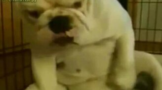 Белый одинокий бульдог - смотреть видео (0:45)