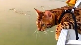 Котик плывёт на лодке - смотреть видео (1:00)