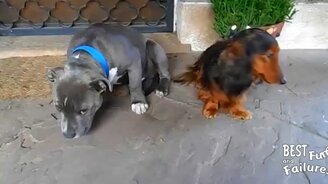 Стыдливые собаки - смотреть видео (1:13)