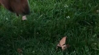 Собака против листика - смотреть видео (0:31)