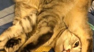 Лучшая поза для расслабления - смотреть видео (0:14)