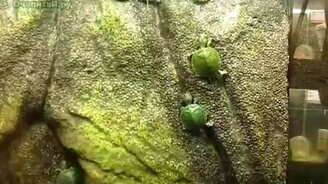 Живые черепашки Ниндзя - смотреть видео (0:54)