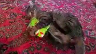 Подаркооткрыватель - смотреть видео (0:51)