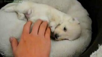 Зовущий щенок - смотреть видео (2:16)