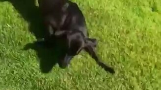 Думал, что закрыл пса... - смотреть видео (0:05)