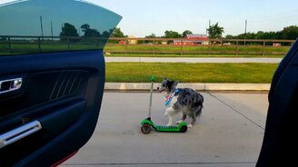 Домашняя цирковая собачонка - смотреть видео (0:17)