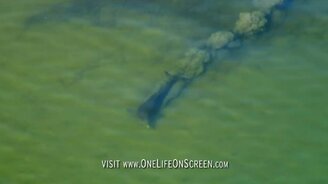 Как дельфины охотятся - смотреть видео (1:38)