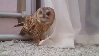 Сова играет в прятки - смотреть видео (1:05)