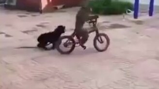 Обезьянка на велике и пёс - смотреть видео (0:39)