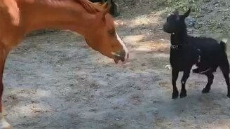 Игры лошади и козы - смотреть видео (1:00)