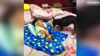 Симпатичные кошки и собаки - смотреть видео (10:22)