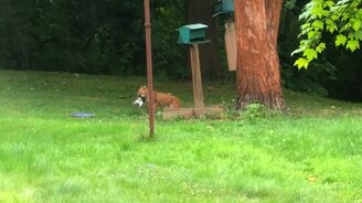 Рысь ловит белку - смотреть видео (0:45)