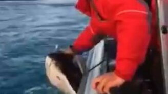 Поймали огромного палтуса - смотреть видео (1:29)