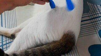 Кот-зарядник - смотреть видео (0:13)