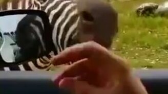 Как заставить запеть зебру - смотреть видео (0:26)