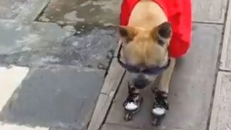 Собачий слалом на роликах - смотреть видео (0:32)