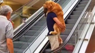 Пёс боится эскалатора - смотреть видео (0:25)