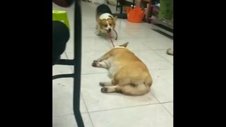 Пора на пробежку! - смотреть видео (0:49)