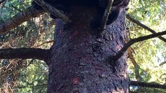 Медвежонок-танцор - смотреть видео (0:14)