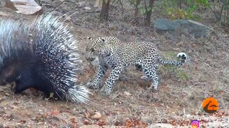 Леопард против дикобраза - смотреть видео (2:32)