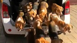 Выгуливаем собак разом! - смотреть видео (0:08)