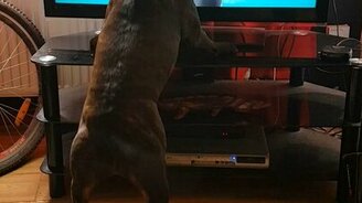 Собака против кошки из рекламы - смотреть видео (0:32)