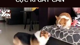 Вот и поговорили... - смотреть видео (0:24)