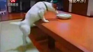 Собака-йог - смотреть видео (0:38)